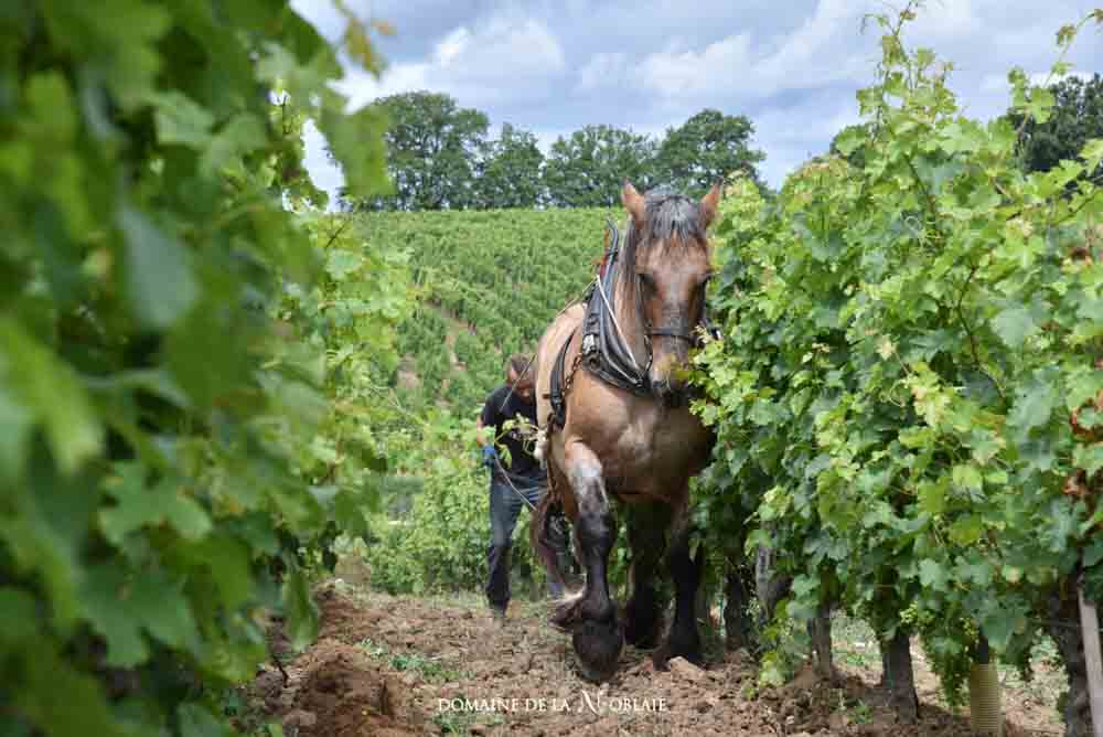 Châteaux et domaine viticole en Touraine #5