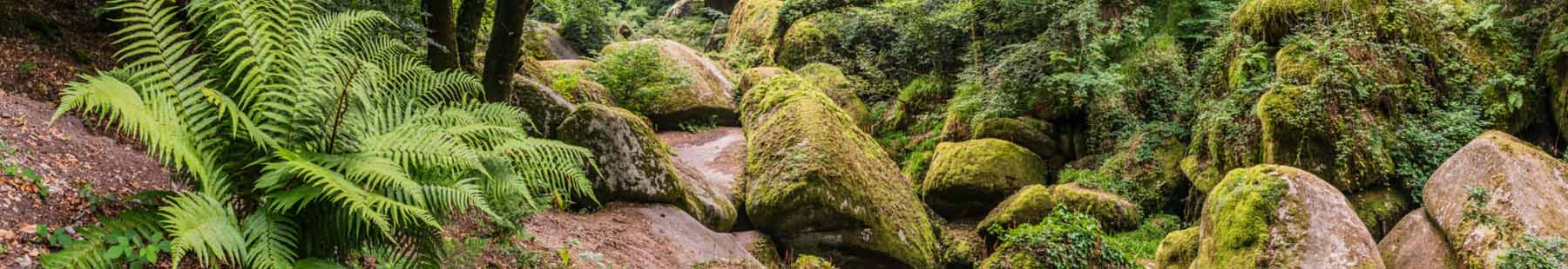 Escapade en Brocéliande