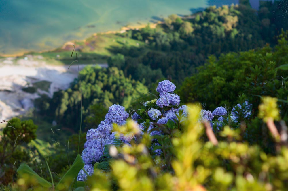 Bréhat, l'île aux fleurs des Côtes d'Armor #4