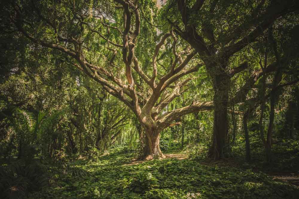 Brocéliande, terre de légendes #3