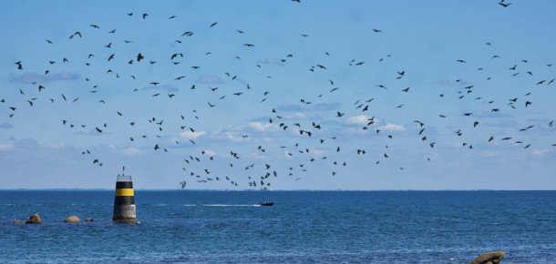 Destination Île d'Yeu