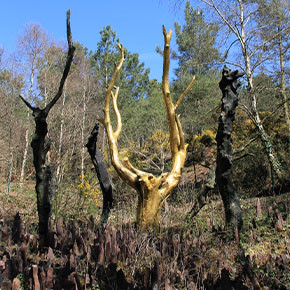 Destination Brocéliande