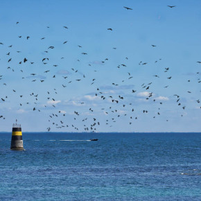 Destination Île d'Yeu