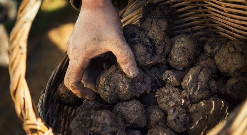 La truffe sous toutes ses formes