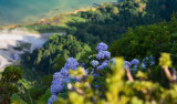 Bréhat, l'île aux fleurs des Côtes d'Armor #4