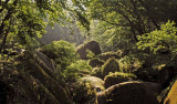 Brocéliande, terre de légendes #1