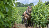 Châteaux et domaine viticole en Touraine #5