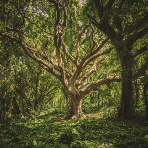 Etonnante échappée verte à Brocéliande